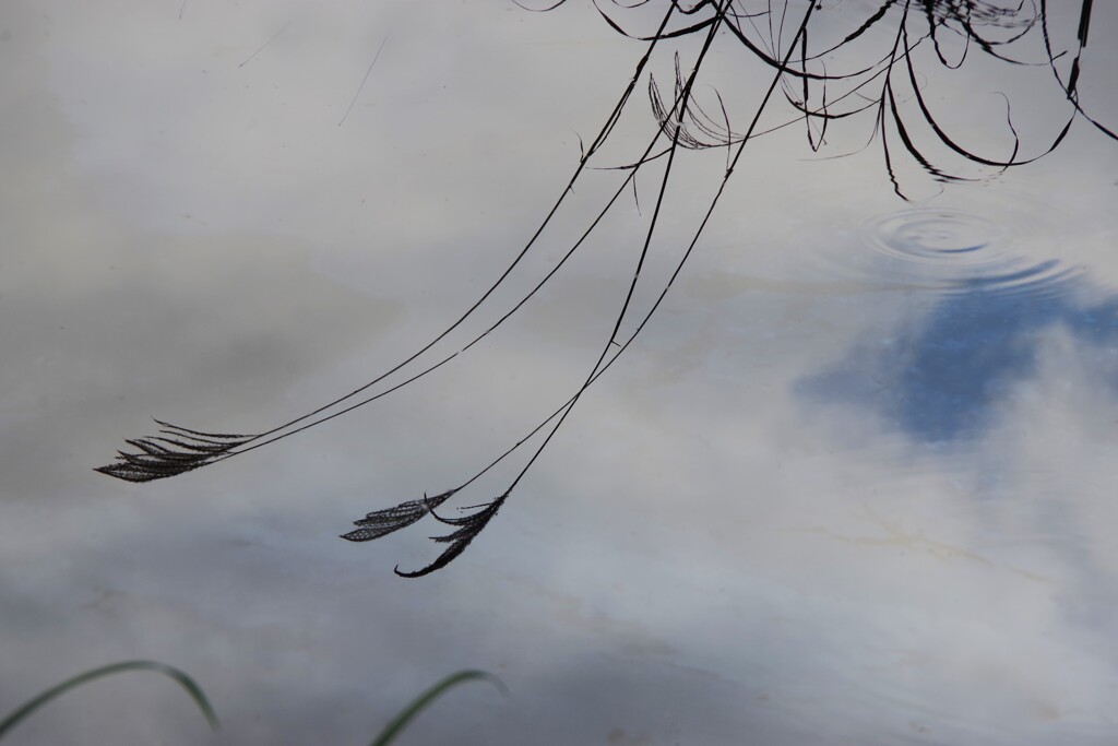 Reflection-492