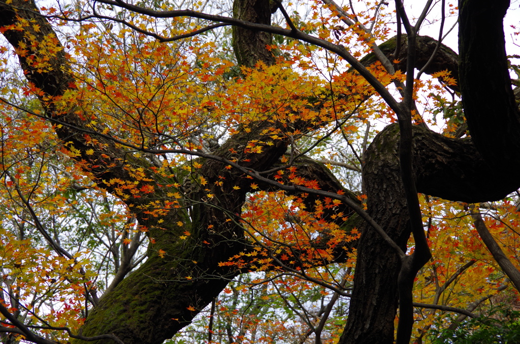 都内庭園　秋-4
