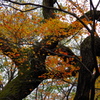 都内庭園　秋-4