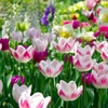 Tulip-1