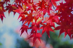 苑の紅葉-4