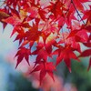 苑の紅葉-4