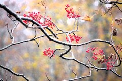 2024 紅葉-2