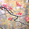 2024 紅葉-2