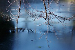 凍る池に映える冬木立