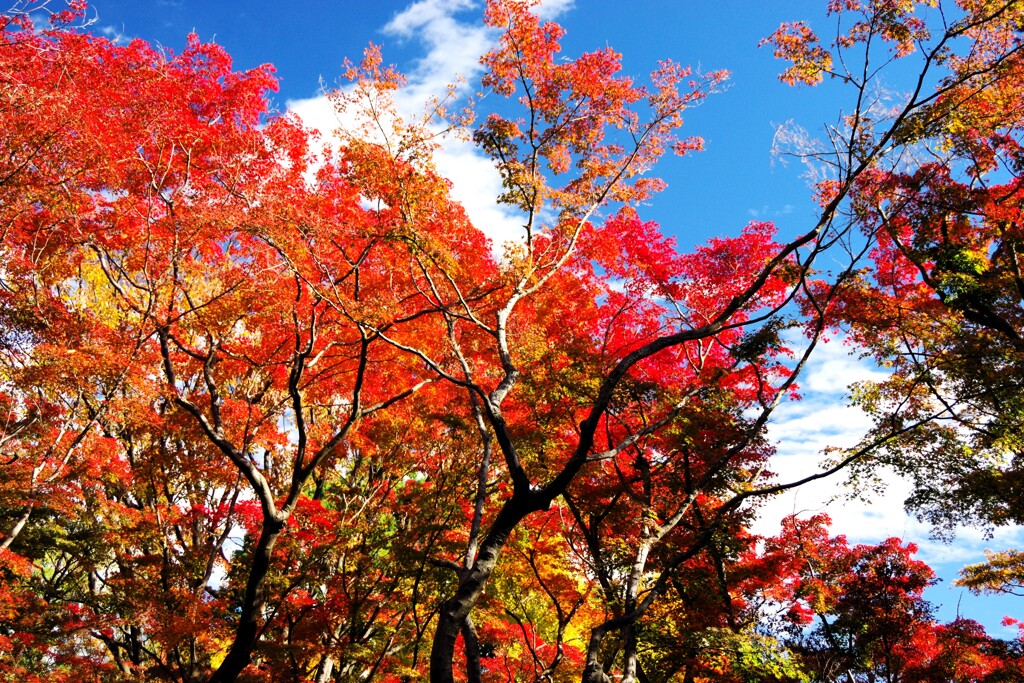 公園の紅-1