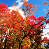 公園の紅-1