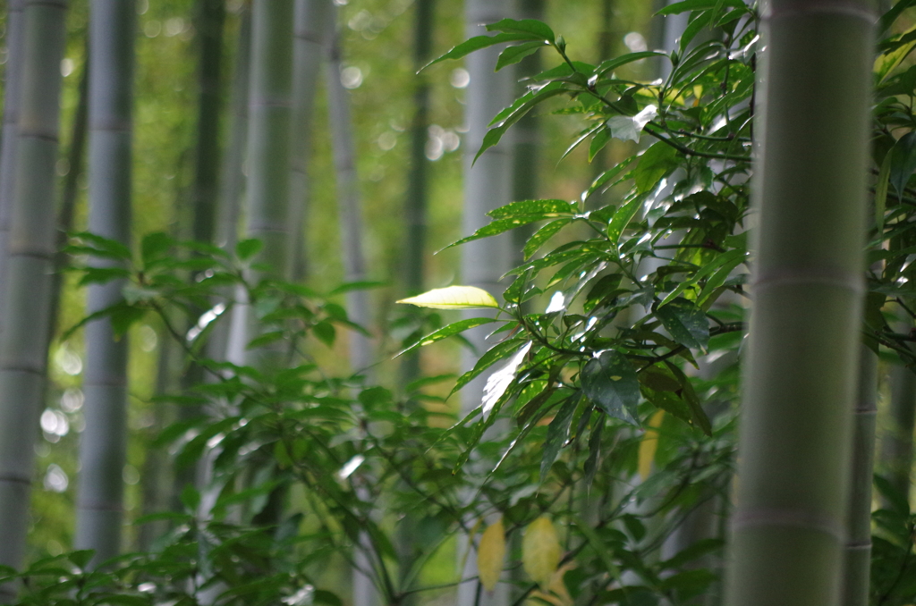 晩秋の竹林