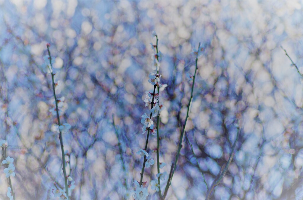 春の雪