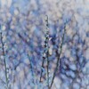 春の雪