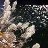 穏やかな晩秋