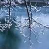 氷面に映える雪の華