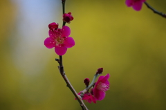 北の丸公園 寒桜-2