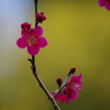 北の丸公園 寒桜-2