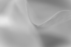 舞う-6 monotone