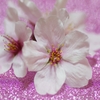 散った桜をアートしてみた-2