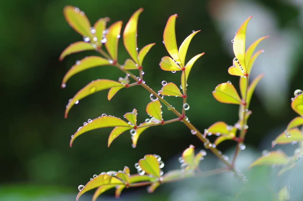 雨上がりの…雫