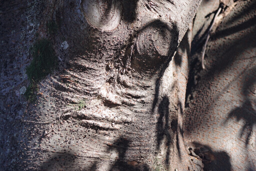 Light and shadow-557