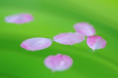 春の一滴
