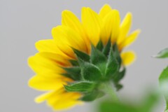 Sunflower-1