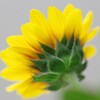 Sunflower-1