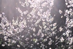 春の光注ぐ-2