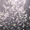 春の光注ぐ-2