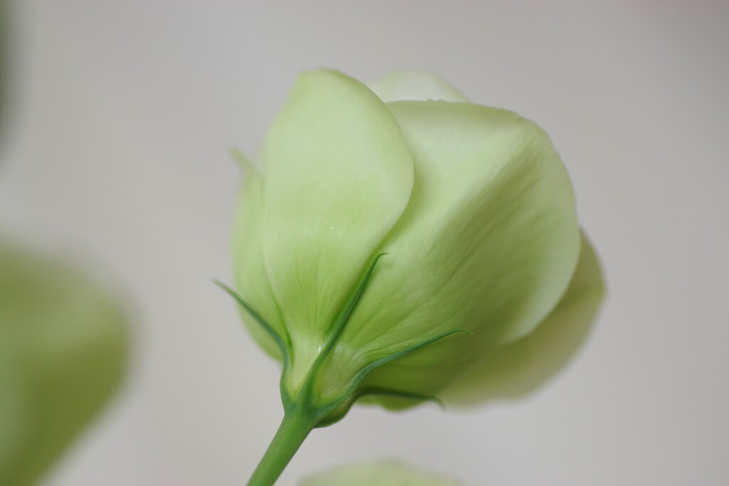 gradation-8