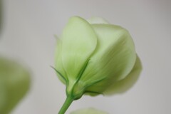 gradation-8