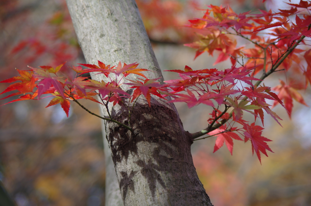 晩秋の紅葉-1