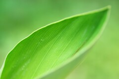 green after the rain