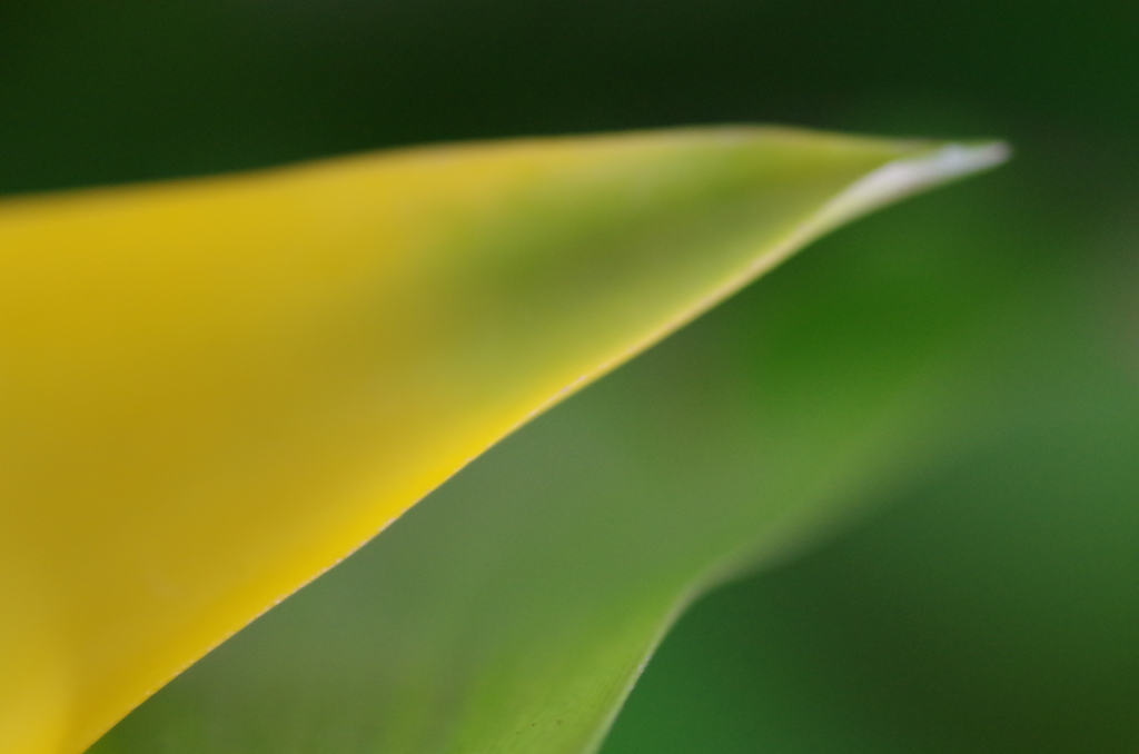 観葉植物-1