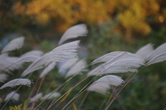 尾花の群れ