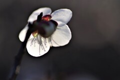 おしべ...影を撮る
