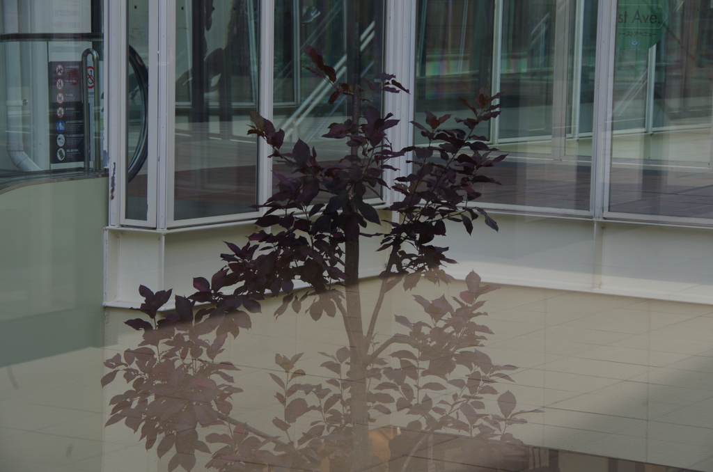 Tree through glass