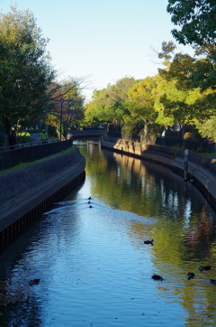 逆川緑の道 秋-1