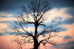 two-toneの空と冬木立
