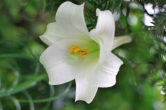 旅する花
