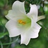 旅する花