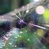 光に照らされ風に揺れる…