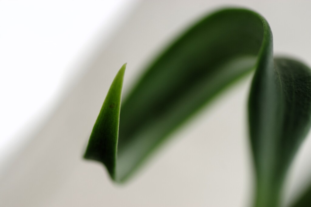 突起-1