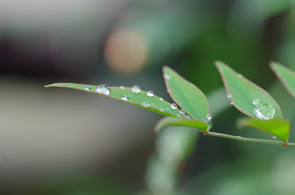 雨上がりの葉