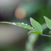 雨上がりの葉