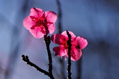 重なる花びら...影を撮る