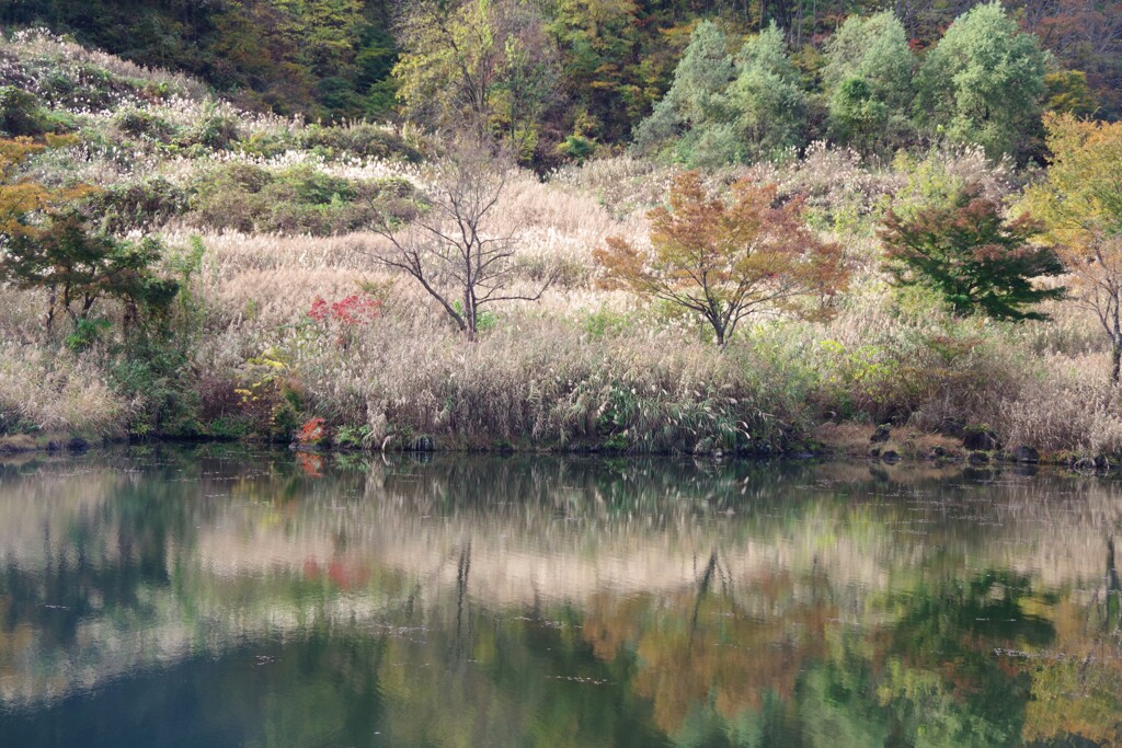 2024 紅葉-6
