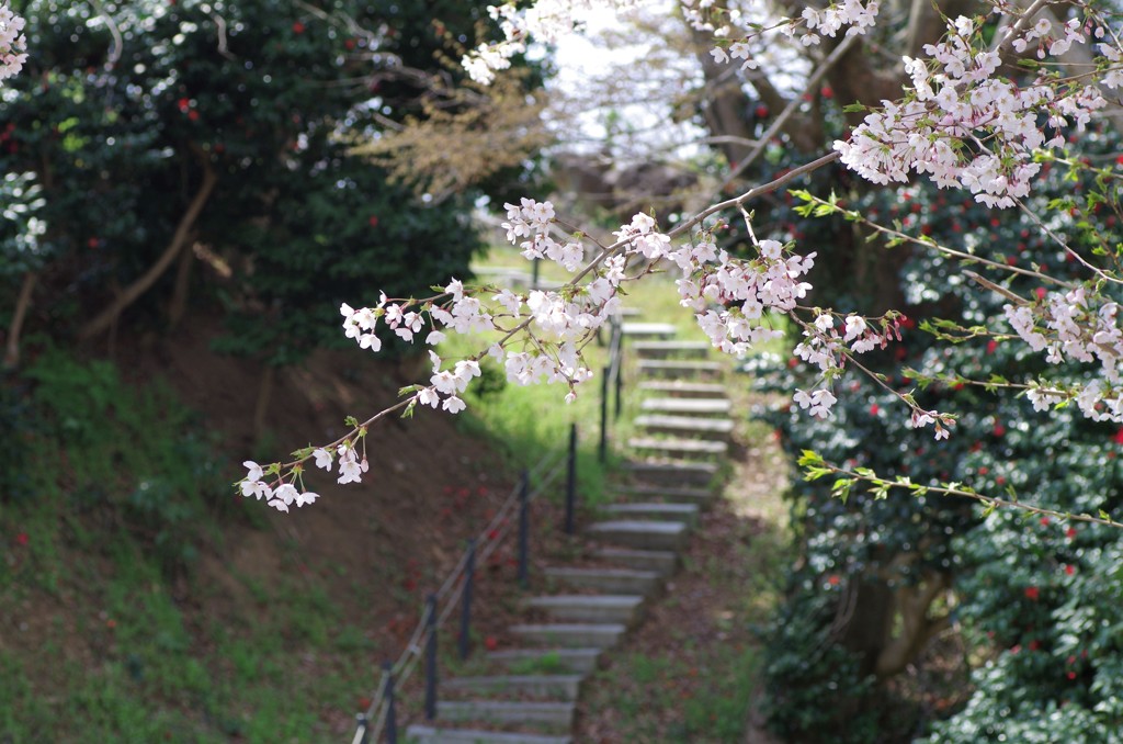 春の遊歩道