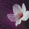 散った桜をアートしてみた-3