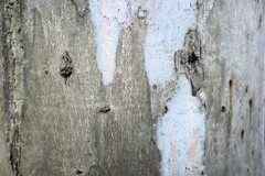 face-41