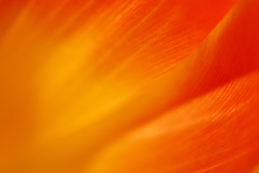 leaf vein