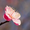 初春の訪れ-2